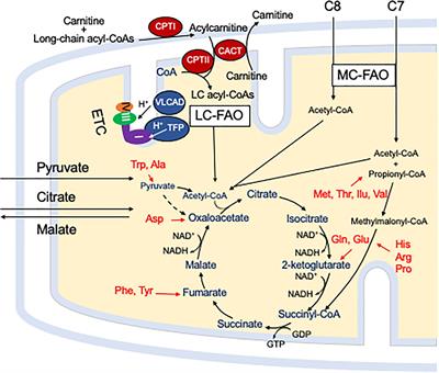 Physiological Perspectives on the Use of Triheptanoin as Anaplerotic Therapy for Long Chain Fatty Acid Oxidation Disorders